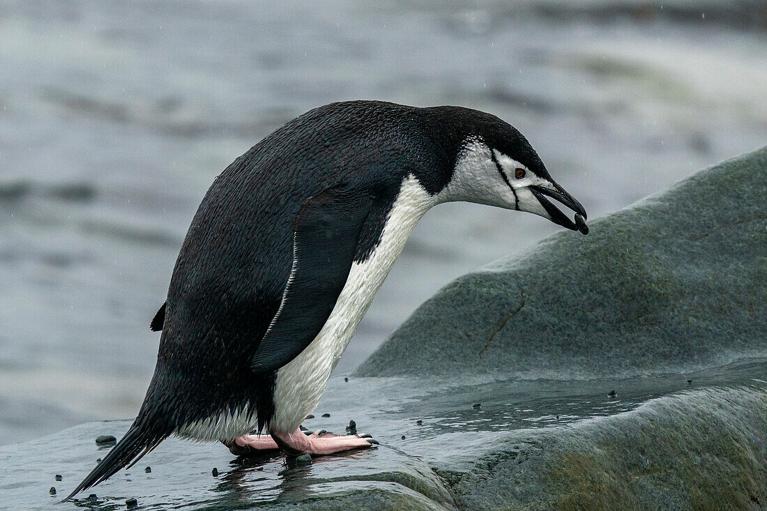 Zügelpinguin (Pygoscelis antarcticus), Half Moon Island, Südliche Shetlandinseln, Antarktis.