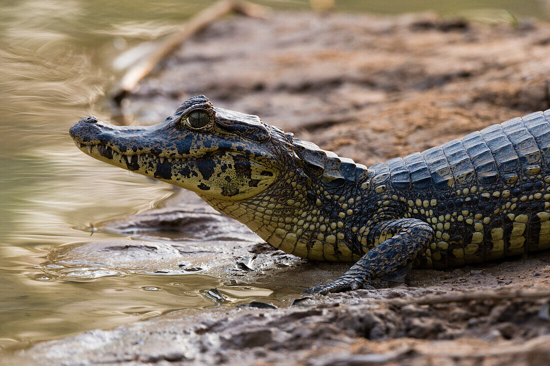 Ein Yacare-Kaiman, Caiman crocodylus yacare, ruht sich am Flussufer aus. Bundesstaat Mato Grosso Do Sul, Brasilien.