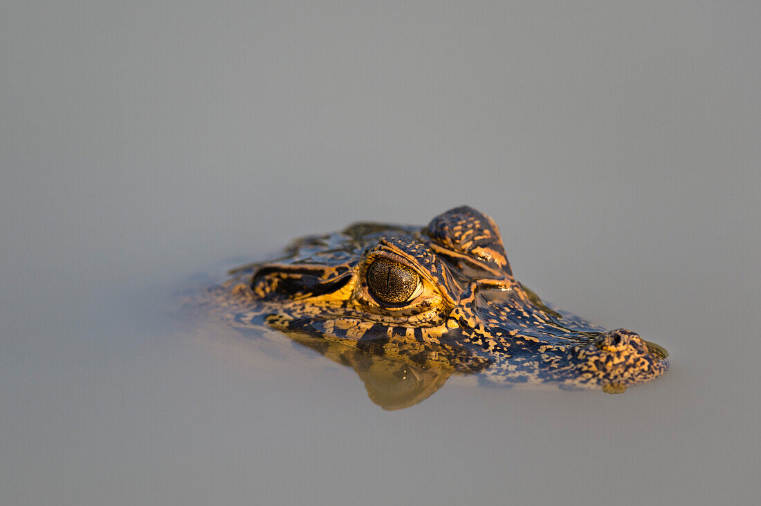 A Yacare caiman, Caiman crocodylus yacare, in the Cuiaba river. Mato Grosso Do Sul State, Brazil.