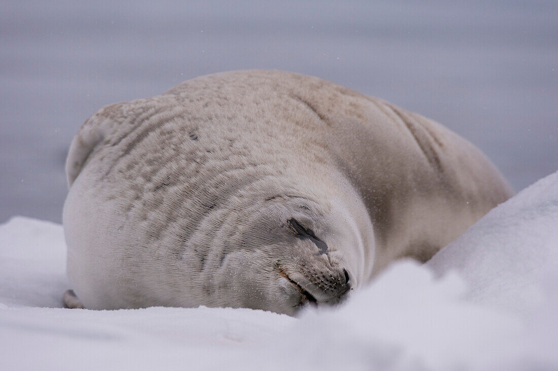 A crabeater seal, Lobodon carcinophaga, resting on the ice, Wilhelmina Bay, Antarctica. Antarctica.