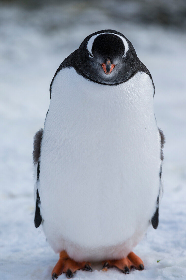 Portrait of a Gentoo penguin, Pygoscelis papua, at Marina Point on Galindez Island in the Argentine Islands, Antarctica. Antarctica.