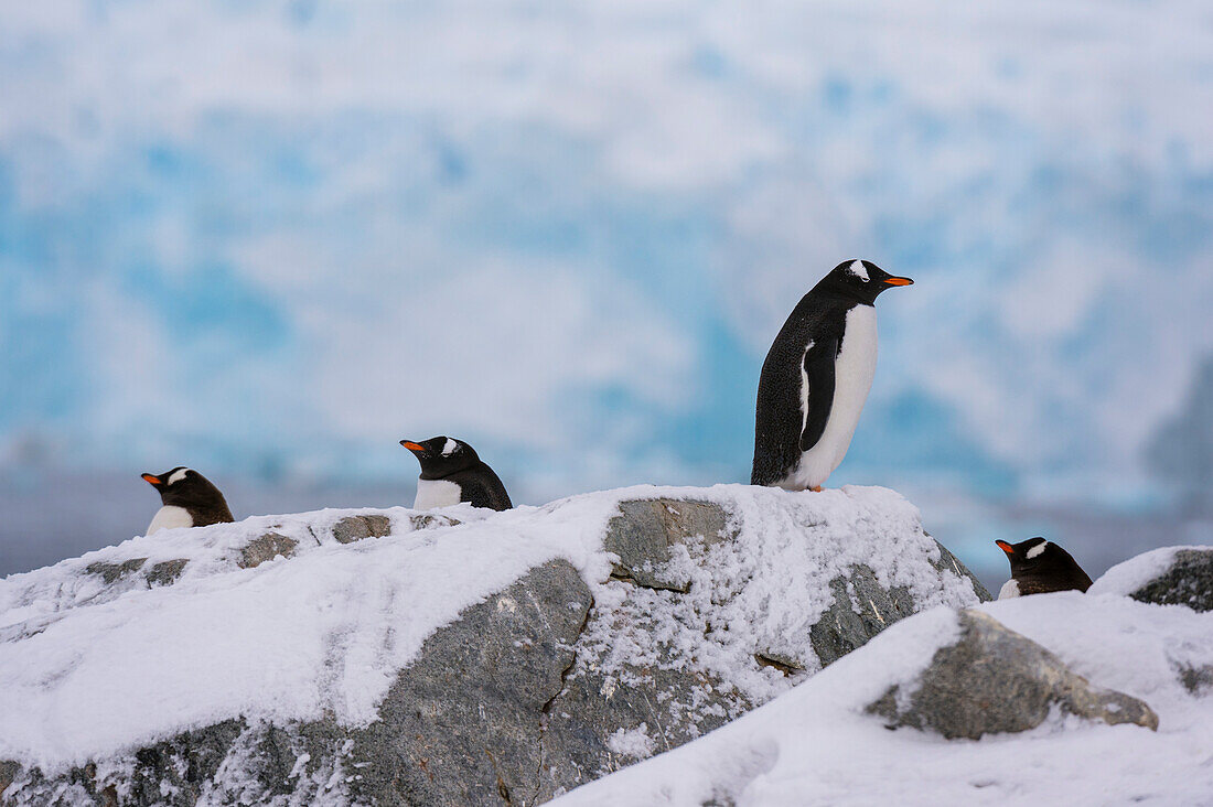 Eselspinguine, Pygoscelis papua, auf Felsen stehend, Petermann Insel, Antarktis. Antarktis.