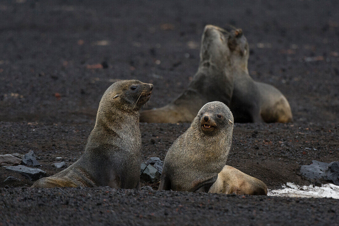 Antarctic fur seal