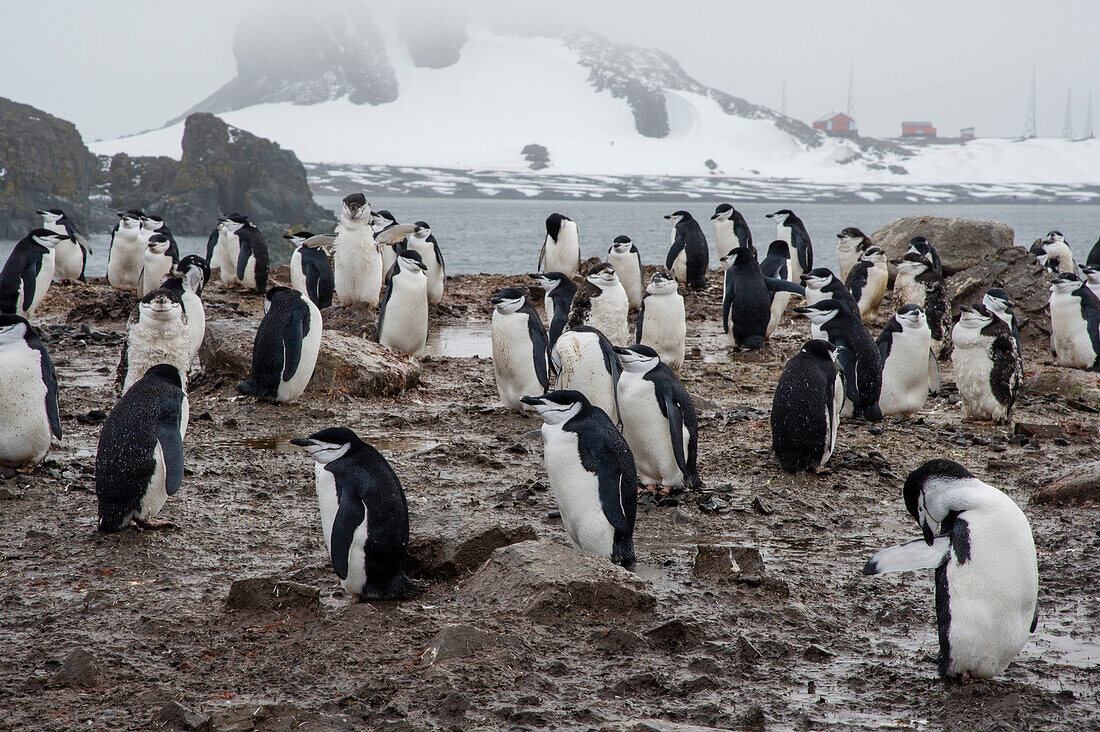 Chinstrap Penguin