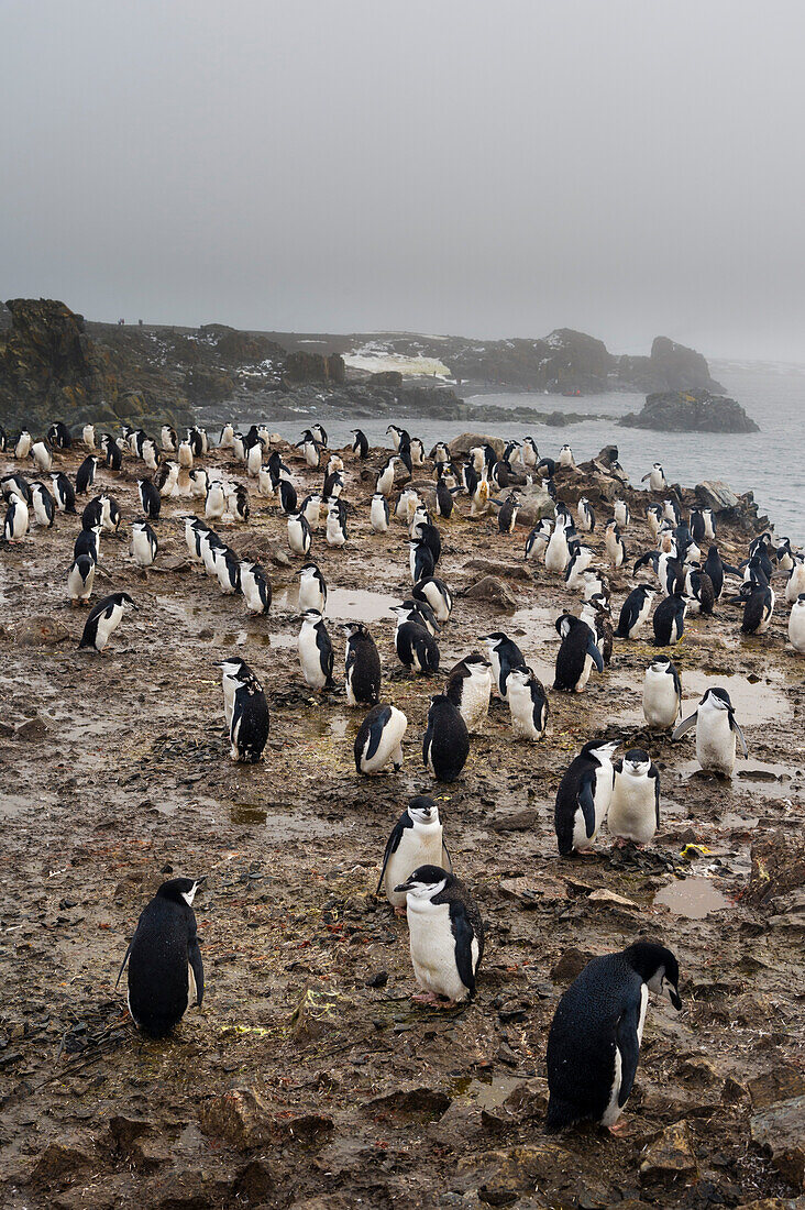 Eine Zügelpinguin-Kolonie, Pygoscelis antarcticus, Half Moon Island, Antarktis. Antarktis.