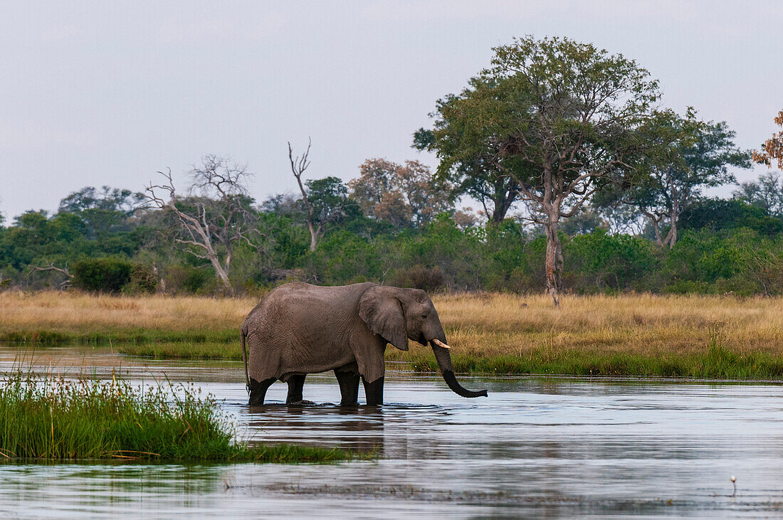 Ein afrikanischer Elefant, Loxodonta africana, trinkt im Savute-Kanal.