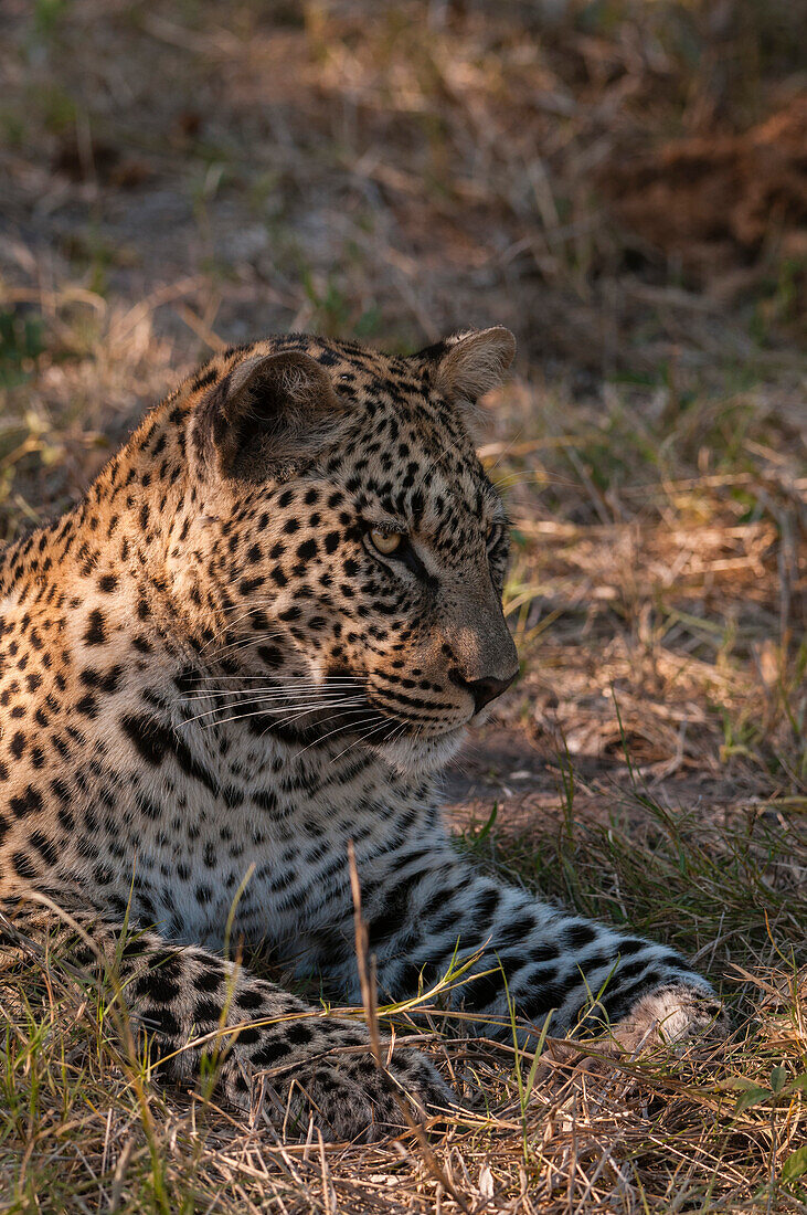 Porträt eines Leoparden, Panthera pardus.