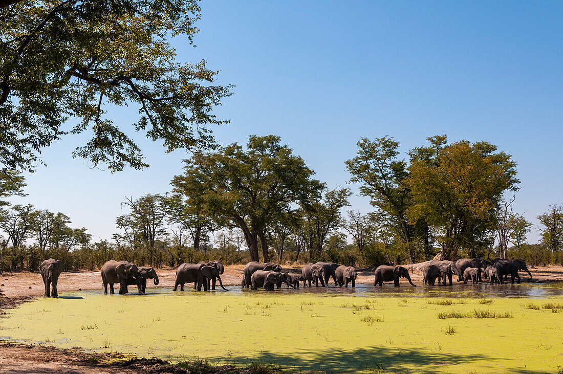 Eine Herde afrikanischer Elefanten, Loxodonta africana, versammelt an einem Wasserloch. Linyanti, Botsuana.