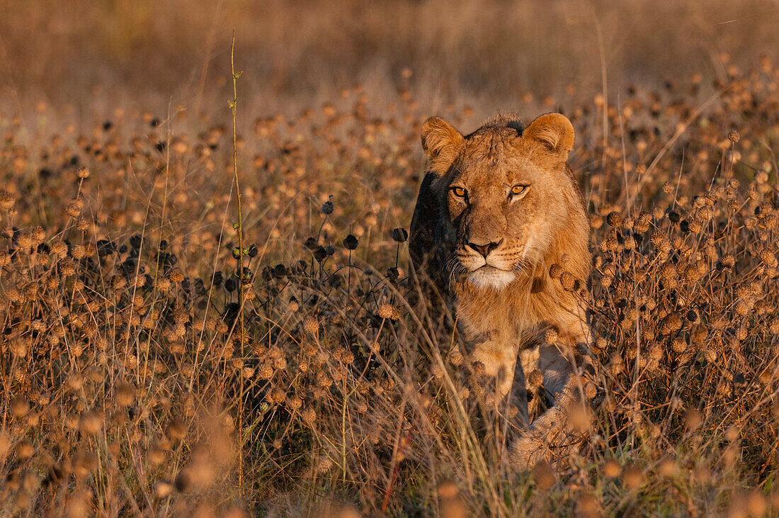 Ein junger männlicher Löwe, Panthera leo, läuft zwischen hohem Unkraut. Linyanti, Botsuana.