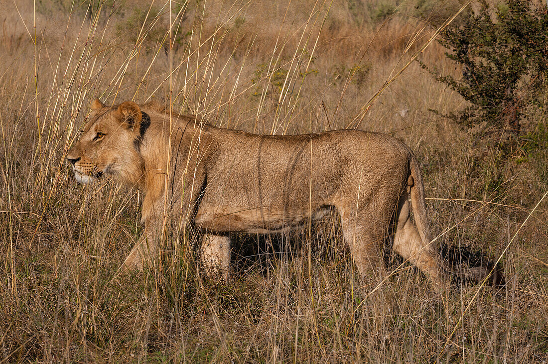 Porträt eines subadulten männlichen Löwen, Panthera leo, der im hohen Gras spazieren geht. Savute-Kanal, Linyanti, Botsuana.