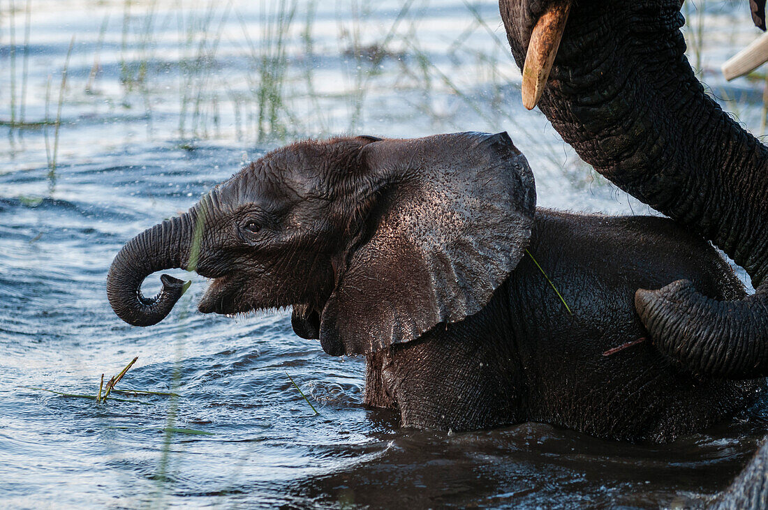 Ein afrikanisches Elefantenkalb, Loxodonta africana, läuft im Wasser und trinkt, beschützt von seiner Mutter. Abu Camp, Okavango-Delta, Botsuana.