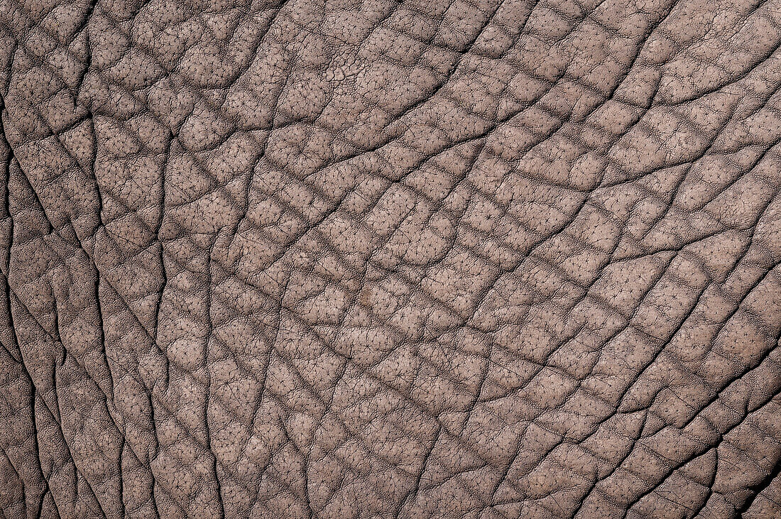 Detail of the skin of an African elephant, Loxodonta africana. Botswana