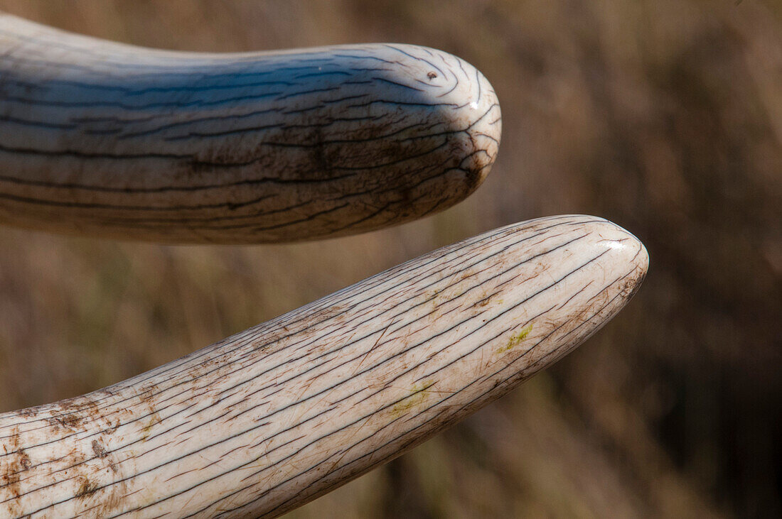 Nahaufnahme des Stoßzahns eines Afrikanischen Elefanten, Loxodonta africana. Botswana