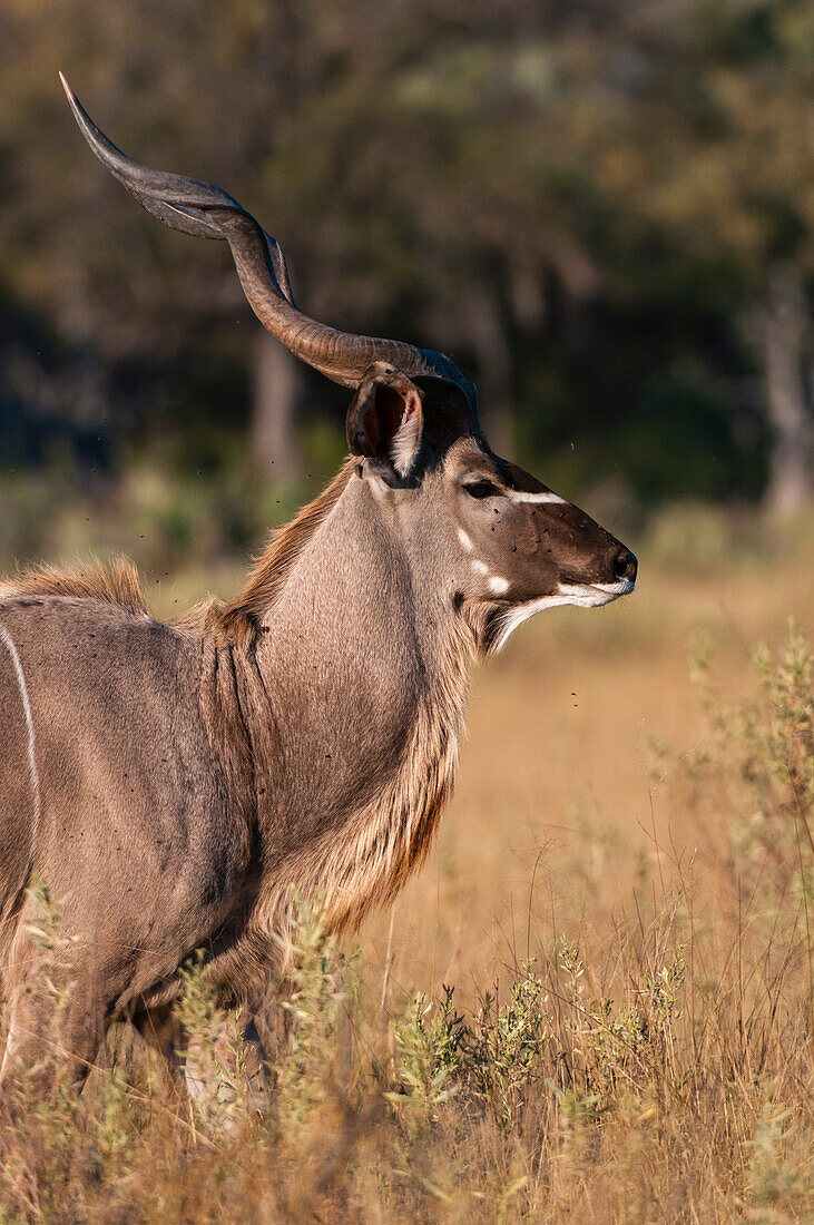 Porträt eines männlichen Großen Kudu, Tragelaphus strepsinceros. Botsuana