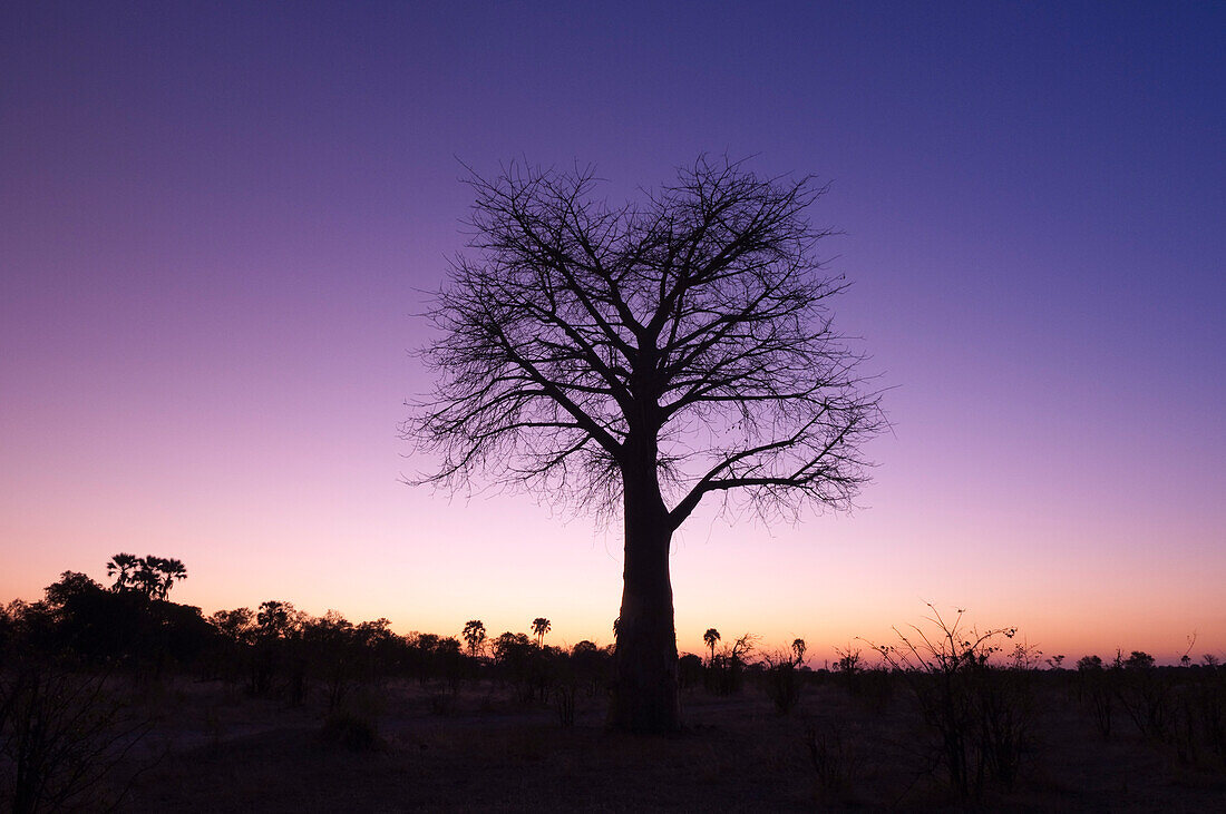 Ein Baobab-Baum in der Dämmerung. Botswana