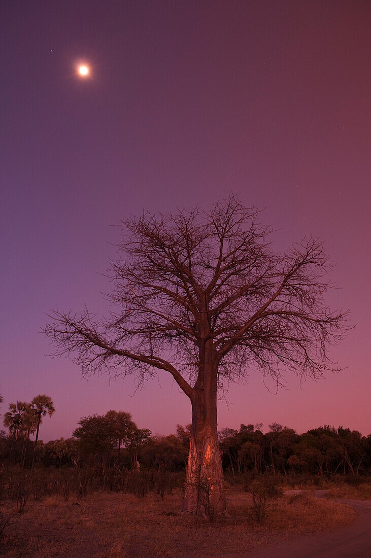 Ein Affenbrotbaum in der Dämmerung bei Vollmond. Botsuana