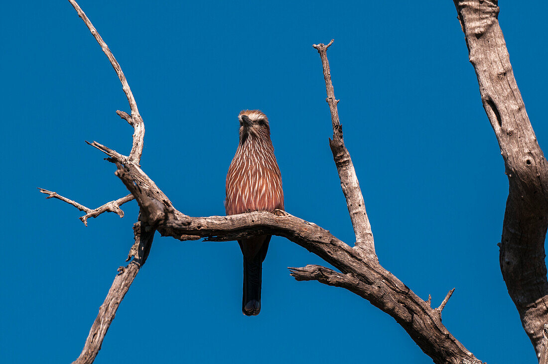 Eine Rotscheitelwalze, Coracias naevius naevius, sitzt auf einem Baum. Botswana