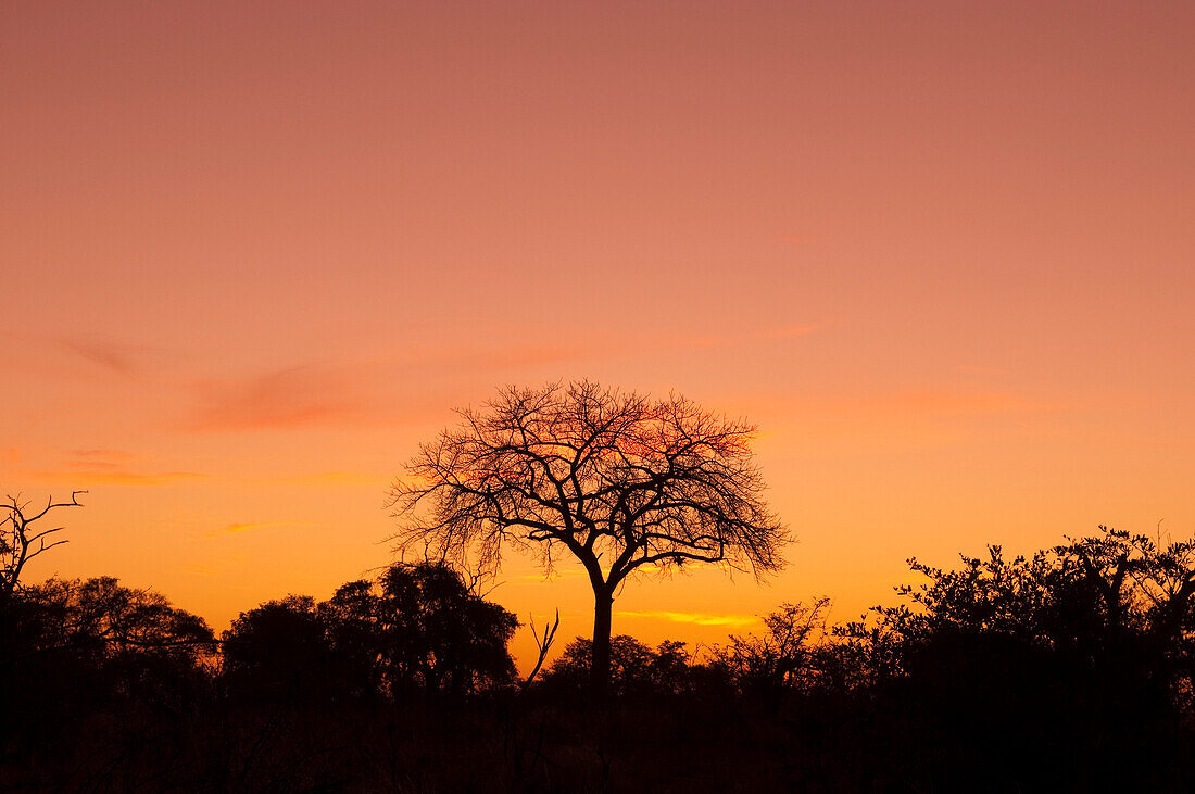 Ein toter Baum bei Sonnenuntergang. Botsuana