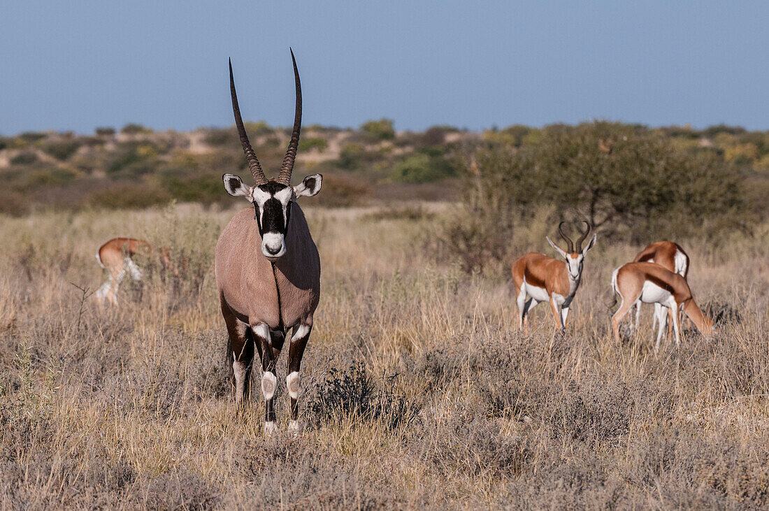 Porträt eines Gemsbocks, Oryx gazella, stehend, mit Springböcken, Antidorcas marsupialis, im Hintergrund. Botsuana