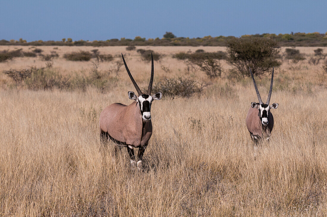 Zwei Gemsböcke, Oryx gazella, stehen im hohen Gras und schauen den Fotografen an. Botsuana