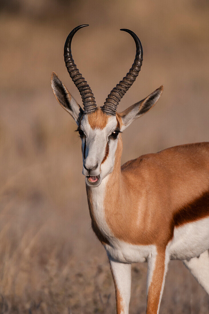 Porträt eines Springbocks, Antidorcas marsupialis. Botsuana
