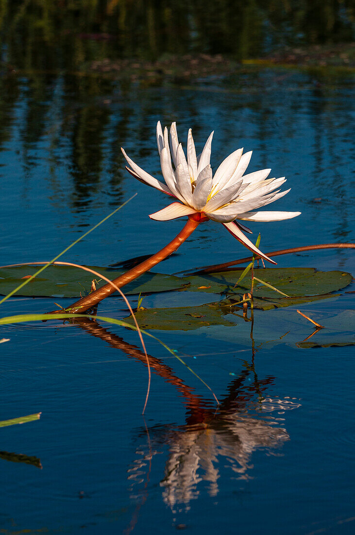 Eine blühende Seerose und ihr Spiegelbild im Chobe-Fluss. Chobe-Fluss, Chobe-Nationalpark, Kasane, Botsuana.