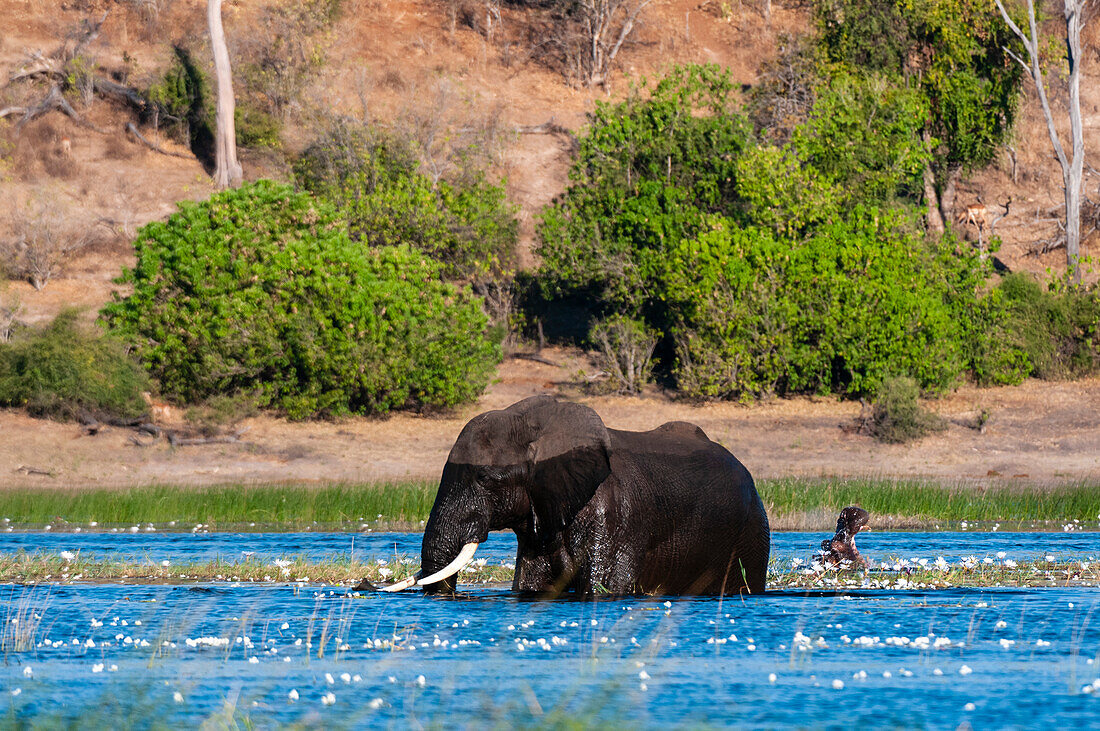 Ein afrikanischer Elefant überquert den Chobe-Fluss in der Nähe eines Flusspferdes. Chobe-Fluss, Chobe-Nationalpark, Kasane, Botsuana.