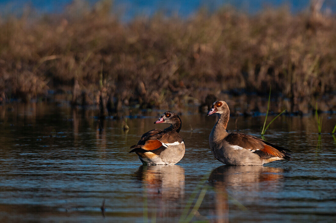 Ein Paar ägyptischer Gänse, Alopochen aegyptiaca, schaut sich um. Chobe-Fluss, Chobe-Nationalpark, Kasane, Botsuana.