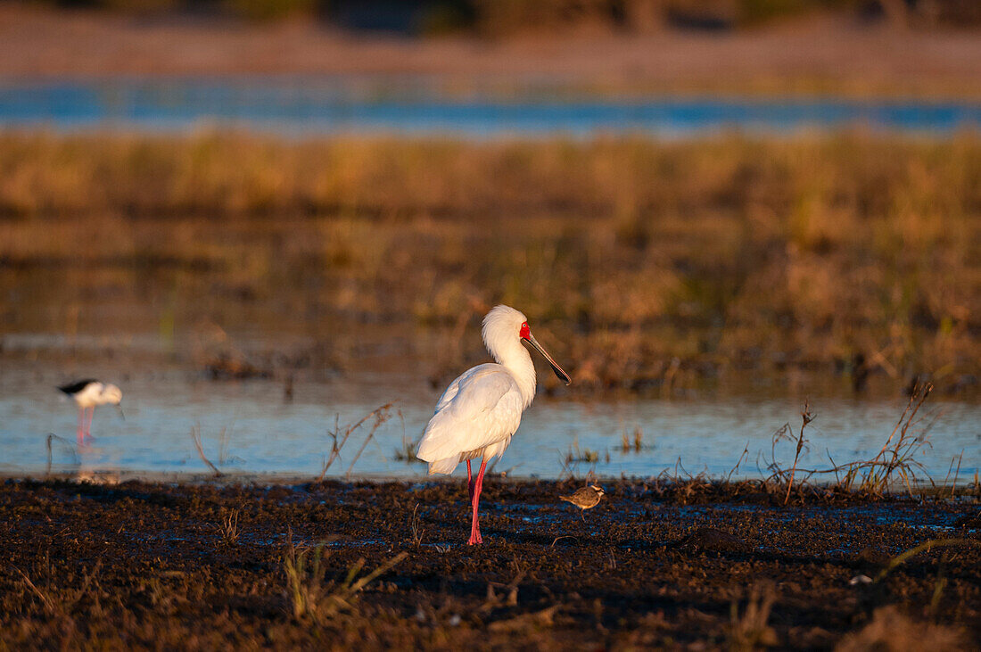 An African spoonbill, Platalea alba, at the water's edge. Chobe River, Chobe National Park, Kasane, Botswana.