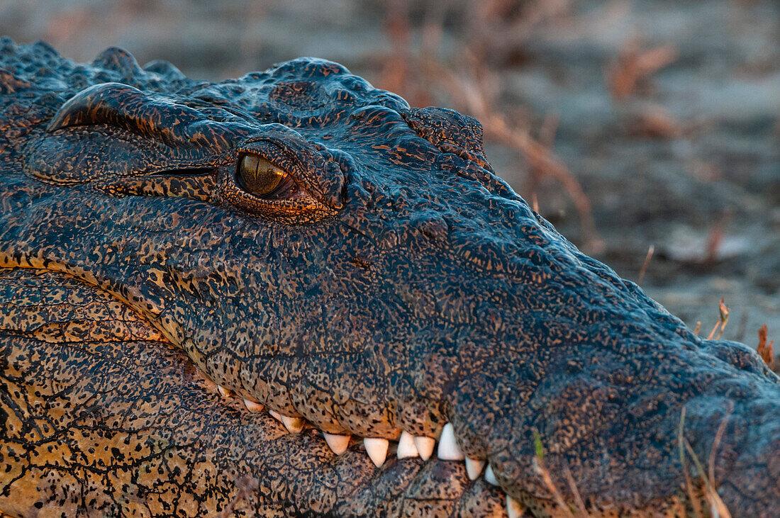 Close up of a Nile crocodile, Crocodylus niloticus, basking. Chobe River, Chobe National Park, Kasane, Botswana.