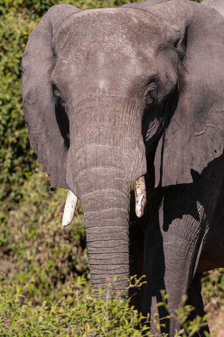 Close up portrait of an African elephant, Loxodonta Africana. Chobe National Park, Kasane, Botswana.