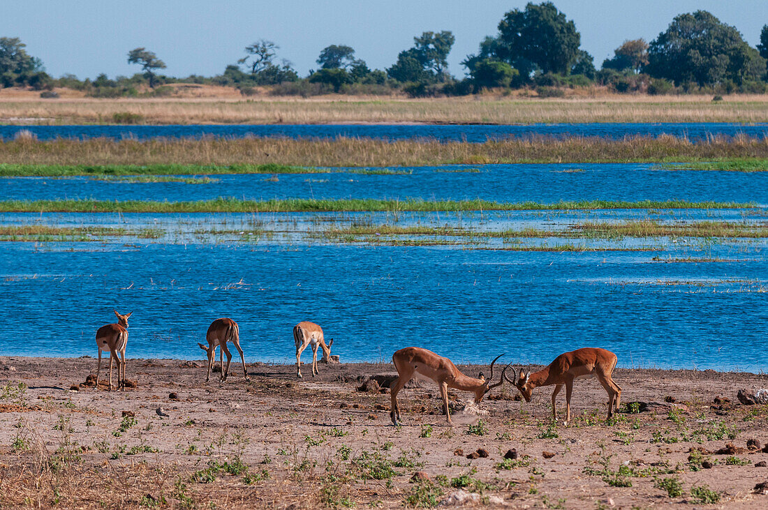 Impalas, Aepyceros melampus, grasen und interagieren in der Nähe des Flusses. Chobe-Fluss, Chobe-Nationalpark, Kasane, Botsuana.