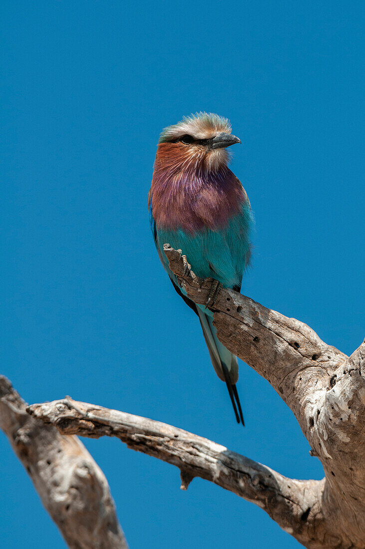 A lilac-breasted roller, Coracias caudatus, perched on a tree branch. Chobe National Park, Kasane, Botswana.