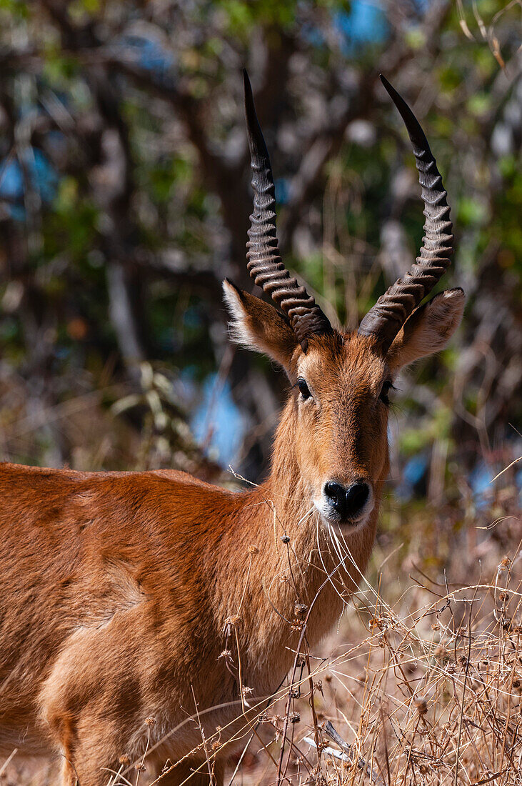Porträt einer Puku-Antilope, Kobus vardonii. Chobe-Nationalpark, Kasane, Botsuana.