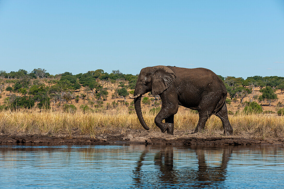 An African elephant, Loxodonta africana, walking the Chobe River bank. Chobe River, Chobe National Park, Kasane, Botswana.