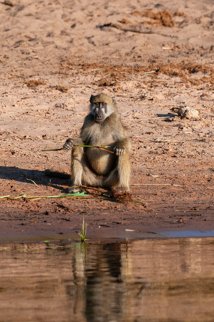 Ein Chacma-Pavian, Papio cynocephalus, sitzt an einem Flussufer. Chobe-Fluss, Chobe-Nationalpark, Kasane, Botsuana.