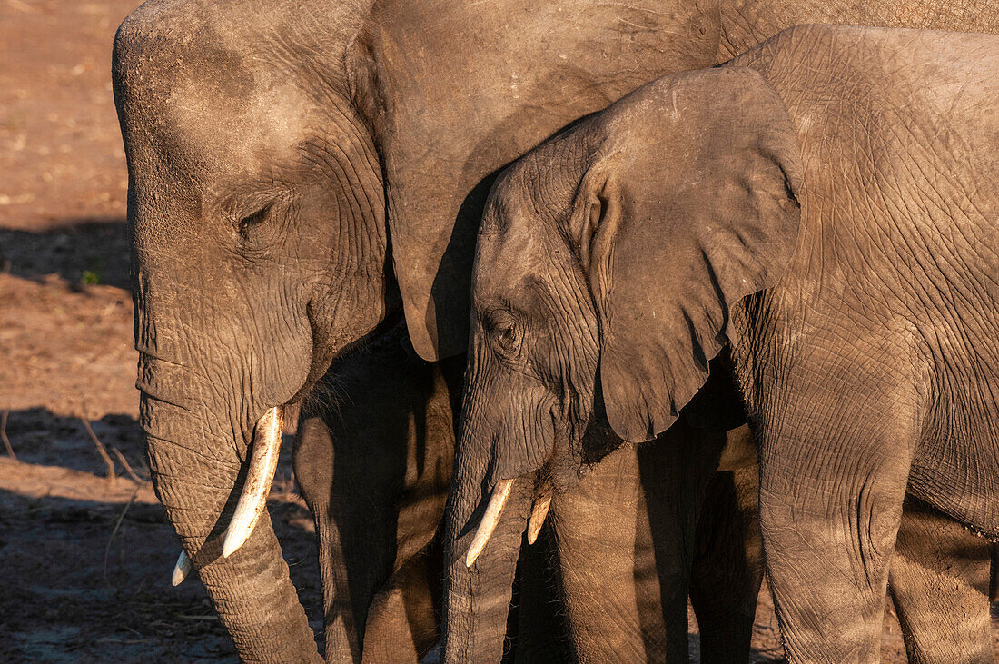 A young African elephant, Loxodonta africana, nuzzling an adult. Chobe River, Chobe National Park, Kasane, Botswana.