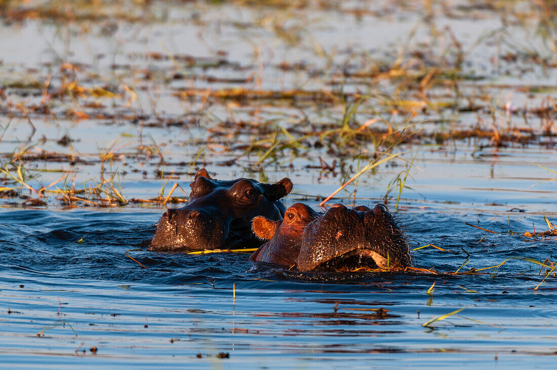 Ein Paar Flusspferde, Hippopotamus amphibius, größtenteils untergetaucht. Chobe-Fluss, Chobe-Nationalpark, Kasane, Botsuana.