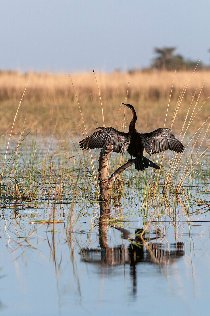 Ein afrikanischer Schlangenhalsvogel, Anhinga rufa, sonnt seine Flügel. Chobe-Fluss, Chobe-Nationalpark, Kasane, Botsuana.