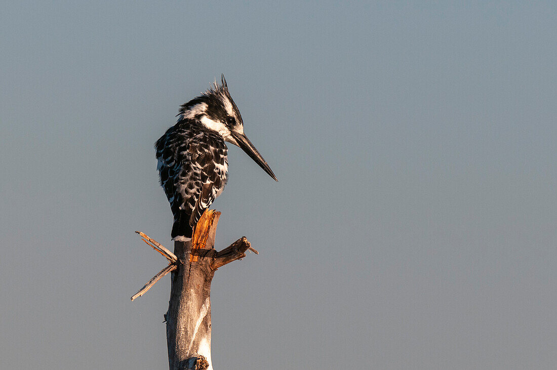 Ein Eisvogel, Ceryle rudis, sitzt in einem toten Baum. Chobe-Fluss, Chobe-Nationalpark, Kasane, Botsuana.