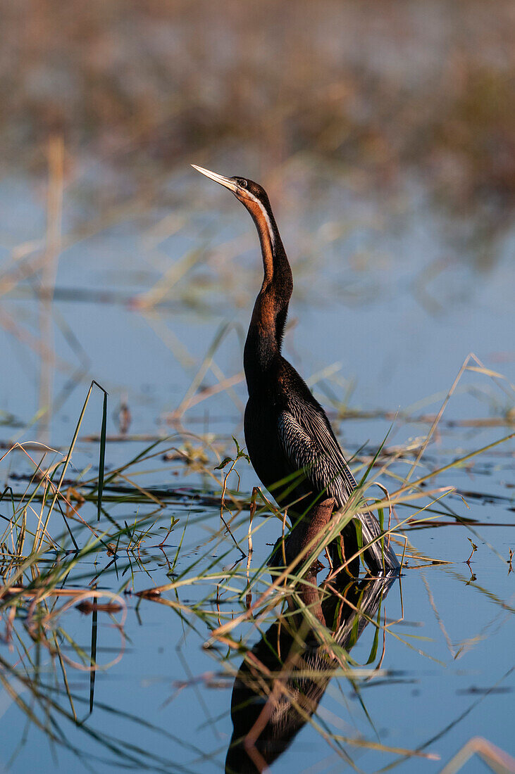 An African darter, Anhinga rufa, perched on a submerged tree branch. Chobe River, Chobe National Park, Kasane, Botswana.