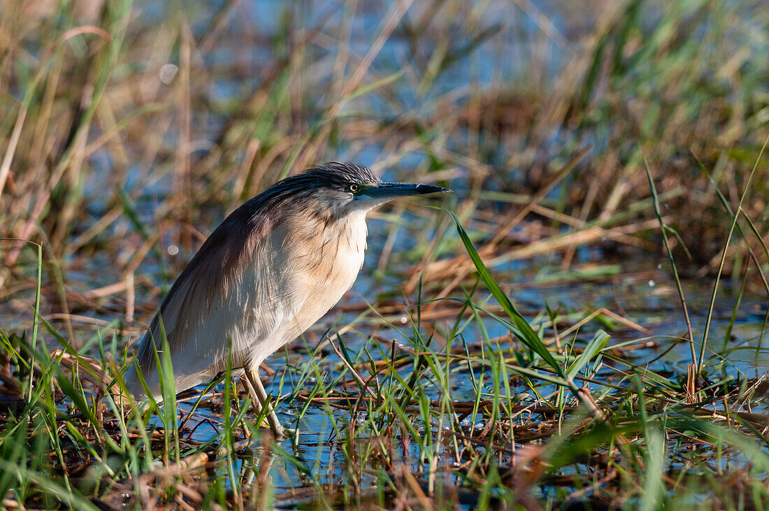 A Squacco heron, Ardeola ralloides, hunting in riverside grasses. Chobe River, Chobe National Park, Kasane, Botswana.