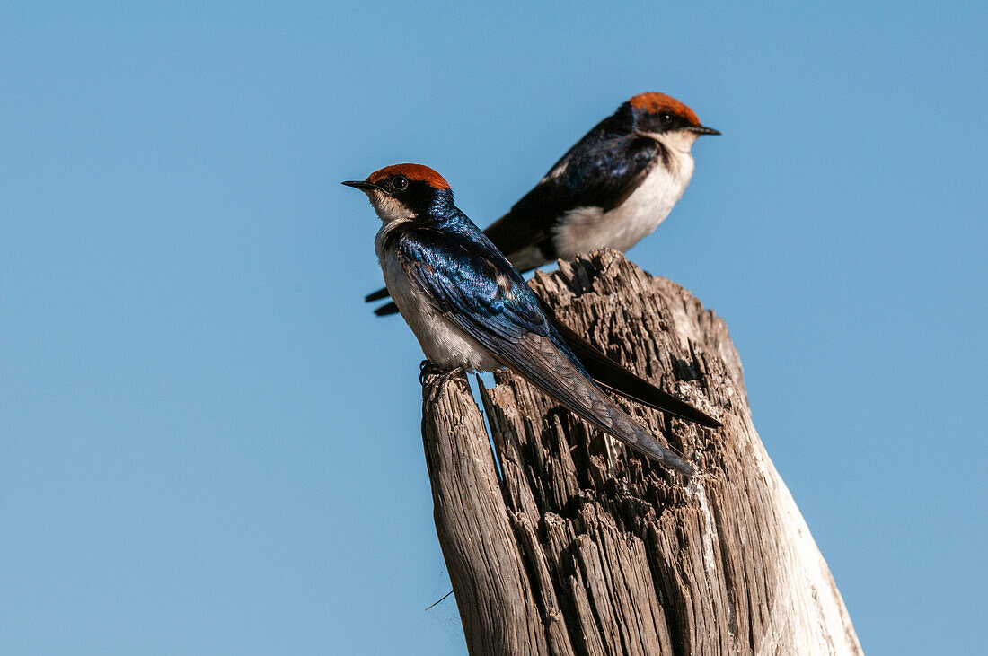 Drahtseilschwalben, Hirunda smithii, auf einem Baumstumpf sitzend. Chobe-Fluss, Chobe-Nationalpark, Kasane, Botsuana.