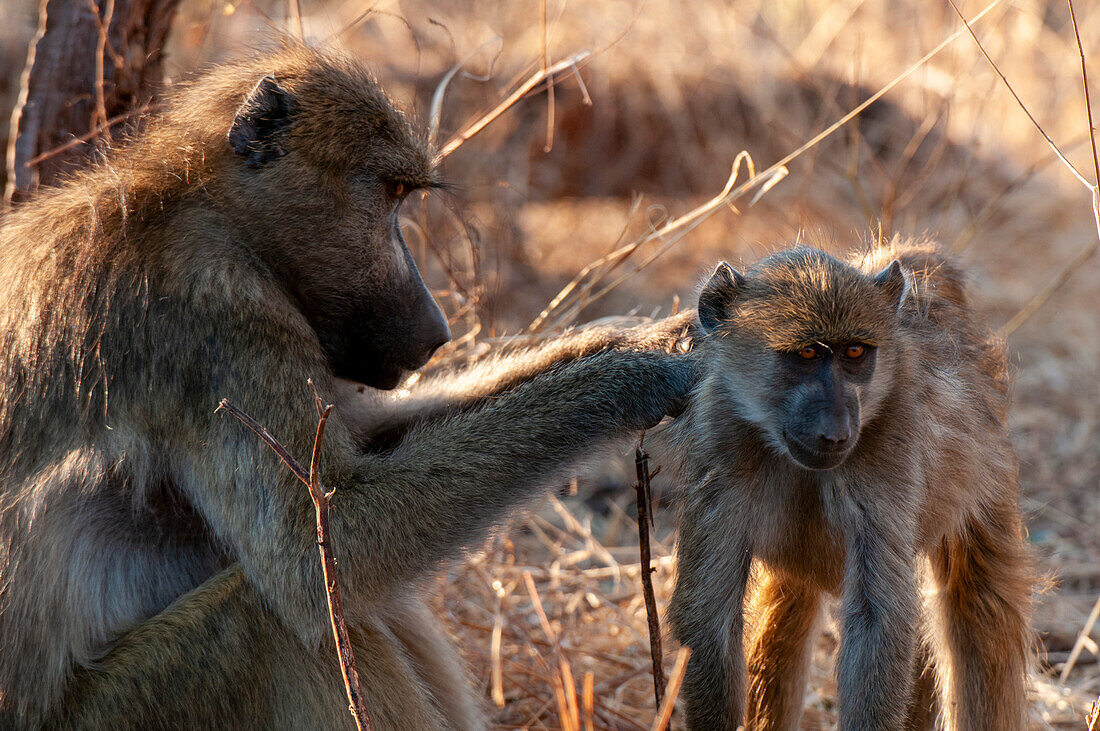 An adult Chacma baboon, Papio cynocephalus, grooming a young baboon. Chobe National Park, Kasane, Botswana.