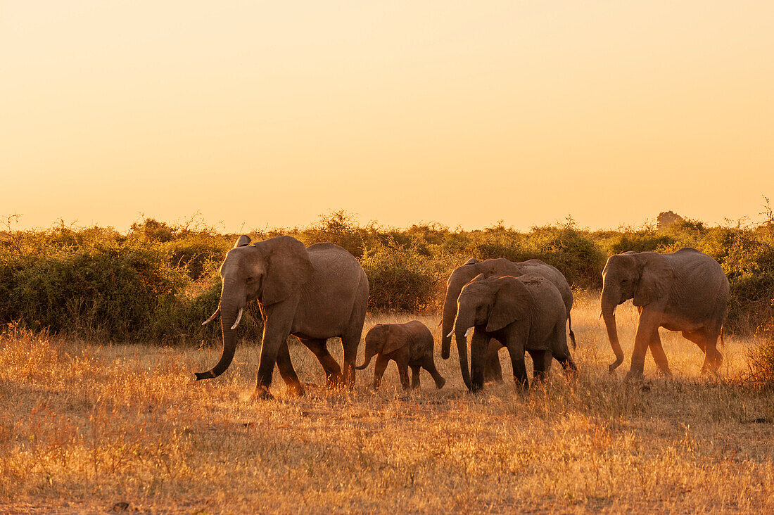 Eine Herde afrikanischer Elefanten, Loxodonta africana, beim Wandern im Grasland. Chobe-Nationalpark, Kasane, Botsuana.