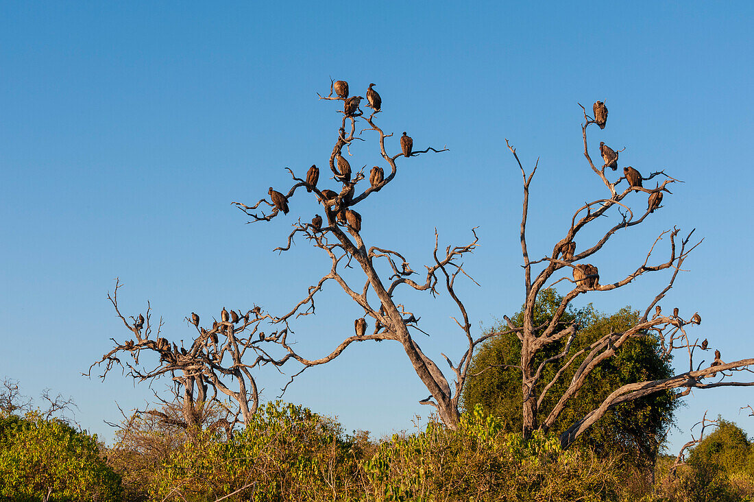 Weißrückengeier, Gyps africanus, sitzen auf einem toten Baum. Chobe-Nationalpark, Kasane, Botsuana.