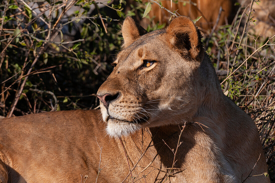 Close up portrait of a lioness, Panthera leo, resting. Chobe National Park, Kasane, Botswana.