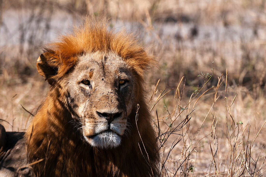 Porträt eines männlichen Löwen, Panthera leo, wachsam, aber in Ruhe. Chobe-Nationalpark, Kasane, Botsuana.
