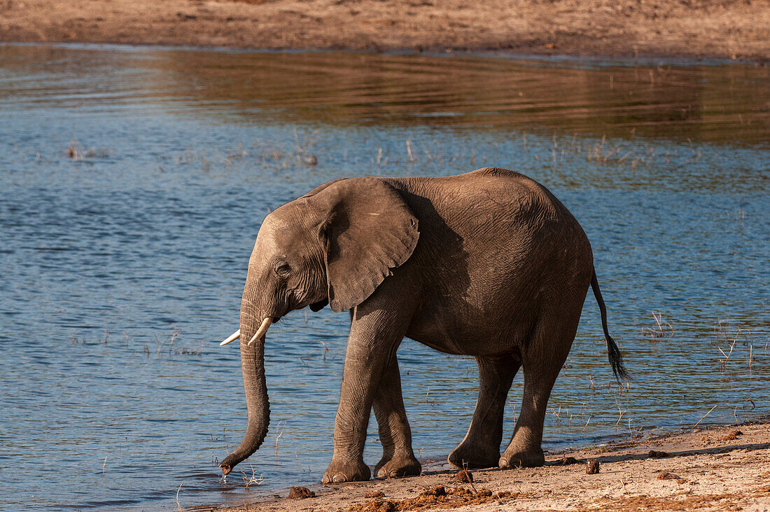 Ein junger afrikanischer Elefant, Loxodonta africana, am Ufer des Wassers. Chobe-Nationalpark, Kasane, Botsuana.