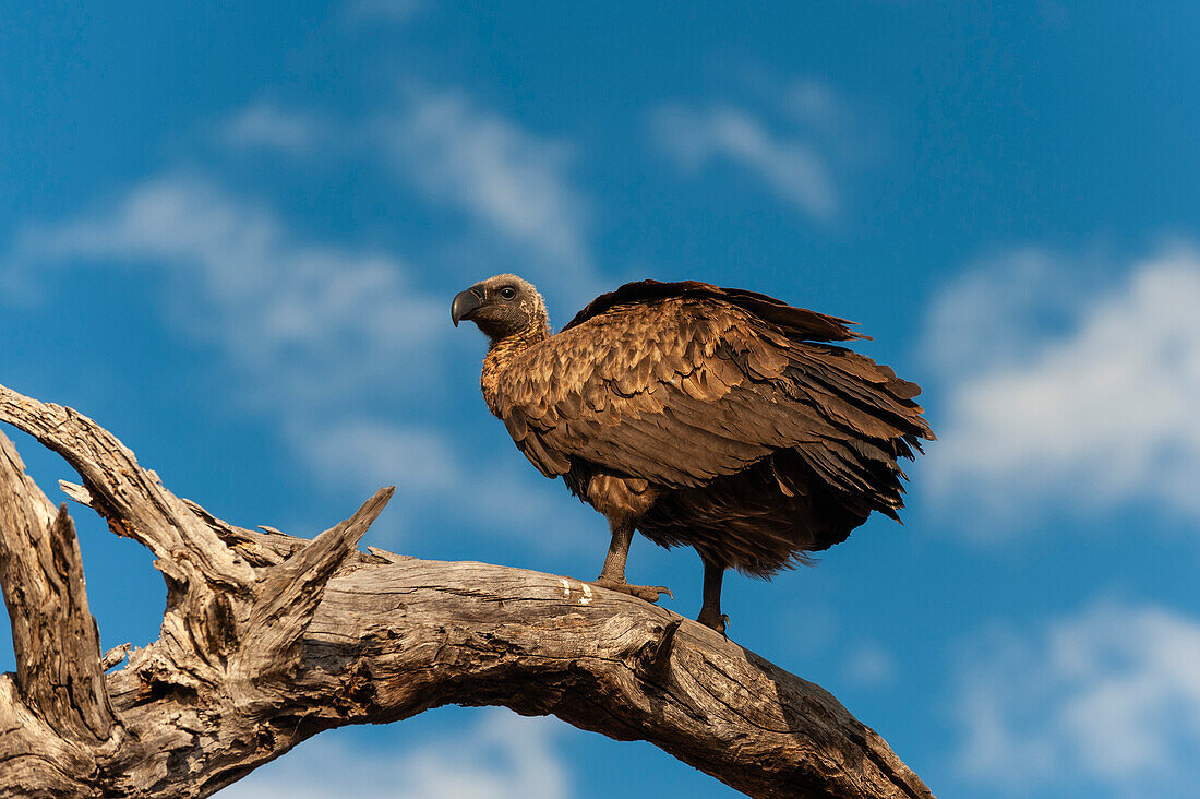 A white-backed vulture, Gyps africanus, perched on a dead tree limb. Chobe National Park, Kasane, Botswana.